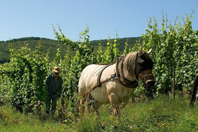 Alsace wine tour and medieval villages. Small group guided tour - Ribeauville, castles and village views