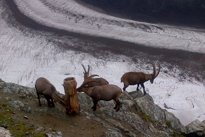 Attraction Ticket: Zermatt to Mount Gornergrat Summit - Who will enjoy this self-guided mountain trip?
