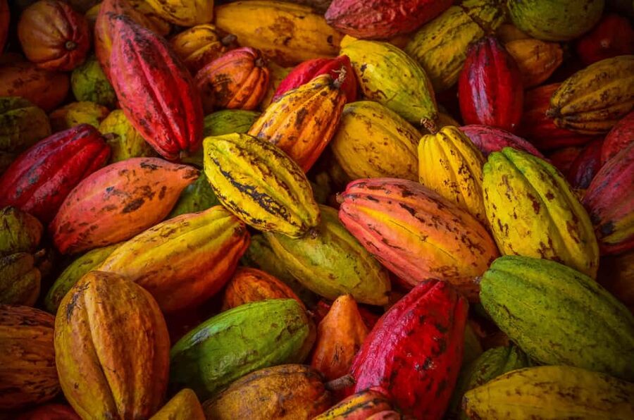 Basel: Guided Local Chocolates Tasting - What this Basel chocolate tasting really offers