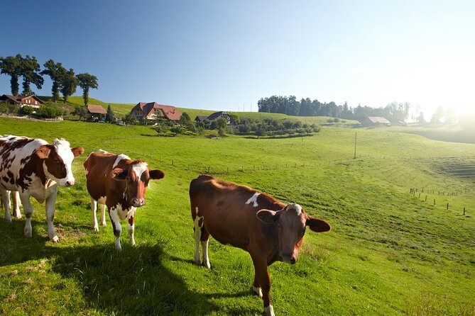 Bern Small-Group Day Trip from Zurich Including Cheese Tasting - Booking and cancellation details to know