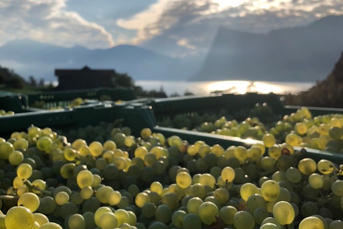Cheese, Chocolate and Wine in the Bern Region from Luzern - Broc and the Cailler chocolate experience