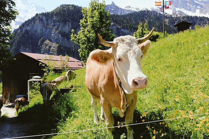 Discover Interlaken’s most Photogenic Spots with a Local - Starting among the older streets of Unterseen