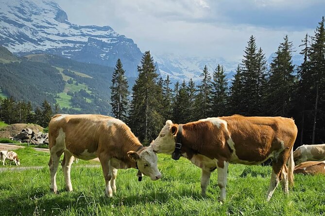 Easy countryside tour in Swiss Alps - kids friendly - Key things to know before you book