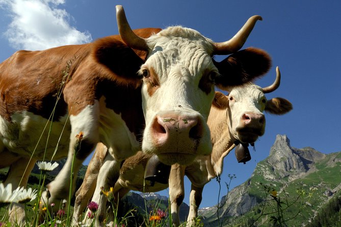 Eiger and Jungfrau Panorama Day Trip from Lucerne - The guide question