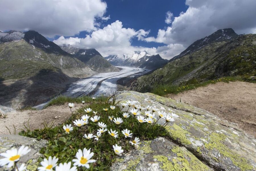 From Zurich: Jungfraujoch Guided Day Tour with Cogway Train - Key points to know before booking