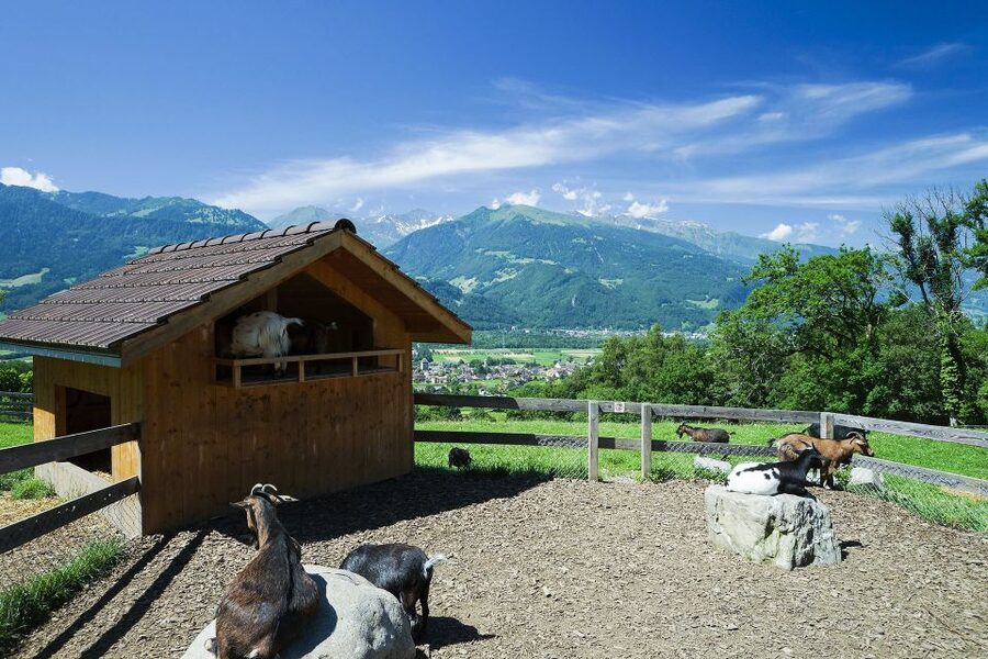 From Zurich: Private Trip to Liechtenstein and Heidiland - Who will get the most from this day?