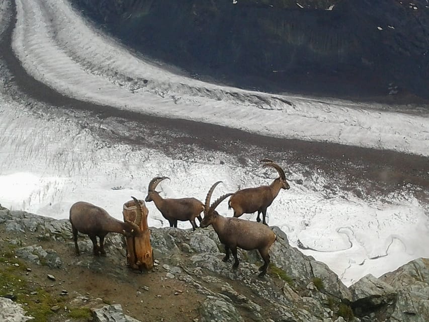 From Zürich: Small Group Tour to Zermatt and Mt. Gornergrat - Should you book it?