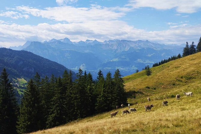 Full-Day Hiking Swiss Alps and Lake swim with Pick-up - Lunch, spring water, and the optional lake swim