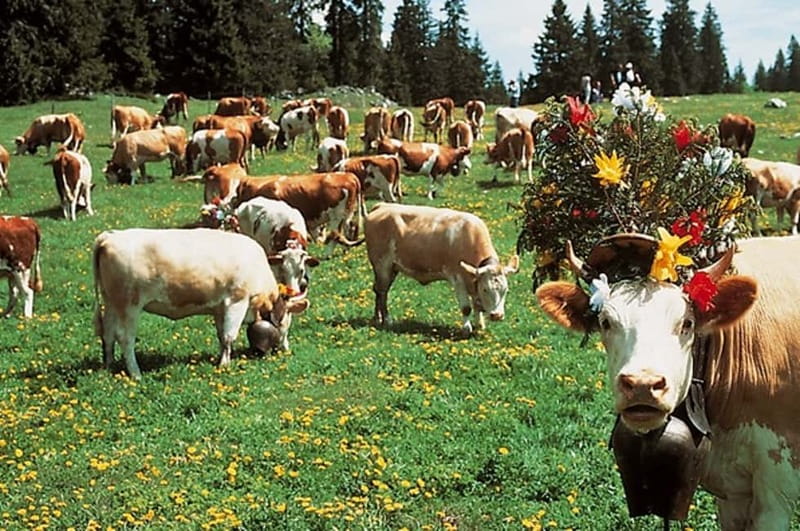 Geneva: Gruyères Tour with Chocolate, Cheese & Golden Train - Who will get the most from this tour