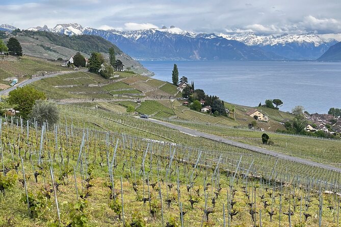 Gourmet Food and Wine Tasting Walk in Lavaux - Walking the Lavaux terraces from Cully