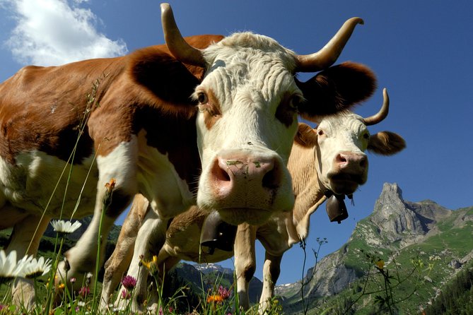Interlaken and Grindelwald Day Trip from Lucerne - Two hours among Interlaken’s lakes and shops