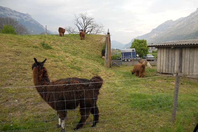 Interlaken Private Tour: Mountains Cows, Thun Lake, and Brienz Lake - Why the private minivan matters