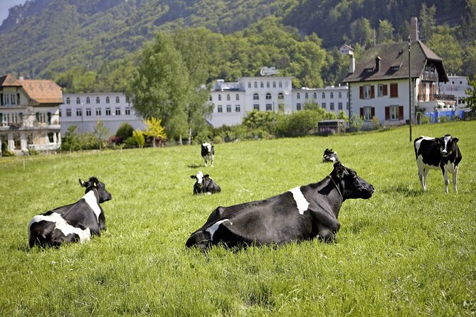 Maison Cailler Visit and Walk A Pioneer in the Meadows - Why Maison Cailler makes a good Swiss food stop