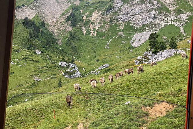 Mt. Pilatus with Lake of Lucerne Cruise Private Tour from Lucerne - Cruising Lake Lucerne in first class