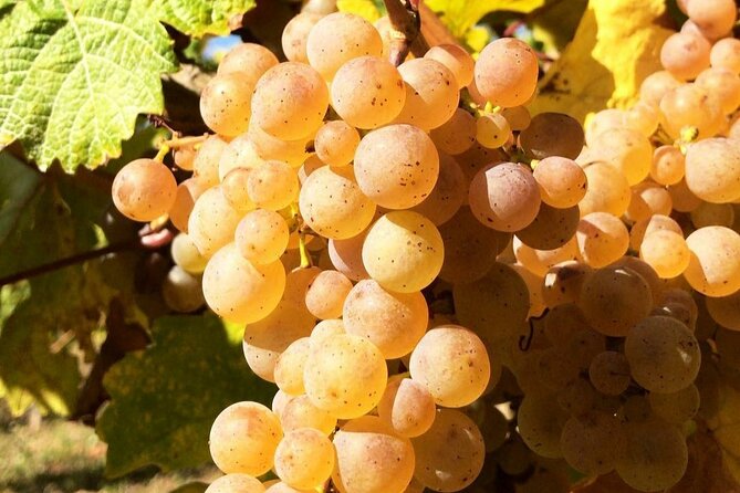 Pinot Noir & Pinot Wine Tour to Baden-Württemberg - Weather, booking, and cancellation details