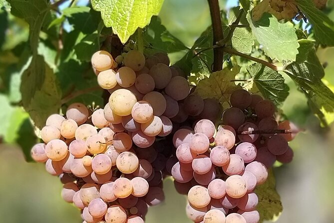 Pinot Noir & Pinot Wine Tour to Baden-Württemberg - Kaiserstuhl’s volcanic hills in a short scenic stop