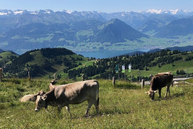 Private Guided Hike on Mt. Rigi with Farm Visit and BBQ - Who Will Get the Most From This Tour