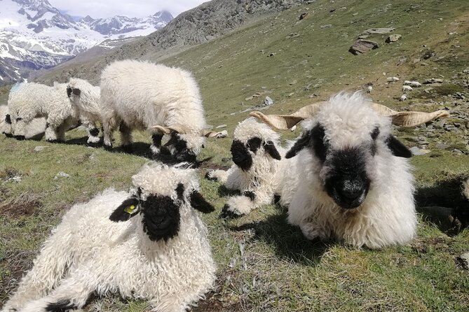 Private Mt. Gornergrat and Zermatt Tour - Hiking options between Gornergrat and Zermatt