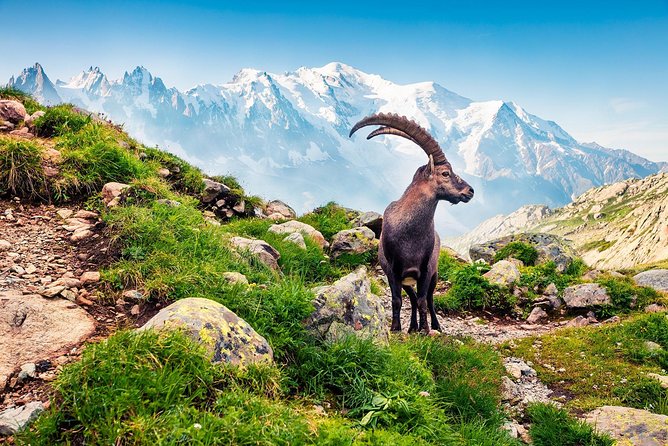 Private Trip from Geneva to Swiss Riviera Montreux & Chamonix - Driver-guide service, not a full guided tour