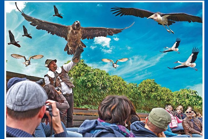Skip the Line: Falconeria Locarno Ticket - Photography and the best way to watch