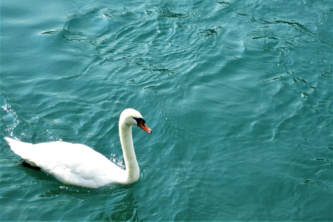 (STTG04) - Sightseeing Cruise at Geneva with Wine and Aperitif - What You See Along the Petit Lac