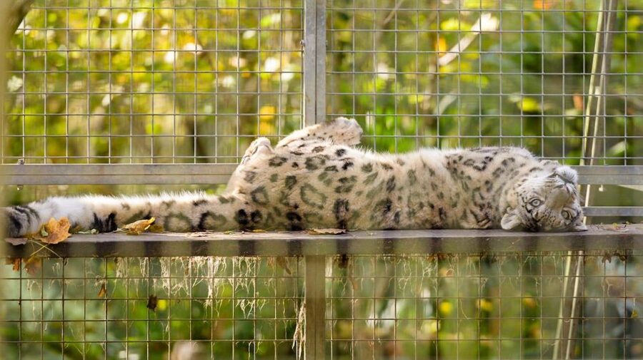 Zoo al Maglio: 1-Day Ticket for the Jungle of Ticino - Who Should Book Zoo al Maglio?