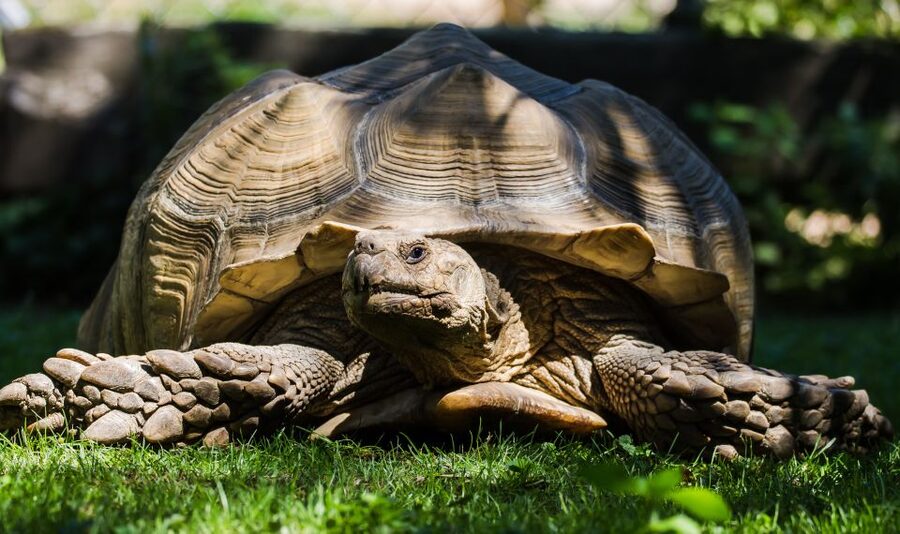 Zoo al Maglio: 1-Day Ticket for the Jungle of Ticino - Planning Your Two Hours at Zoo al Maglio