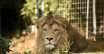 Zoo al Maglio: 1-Day Ticket for the Jungle of Ticino