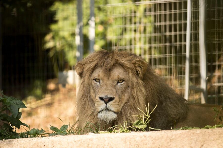 Zoo al Maglio: 1-Day Ticket for the Jungle of Ticino - Family Activities, Birthdays, and Learning