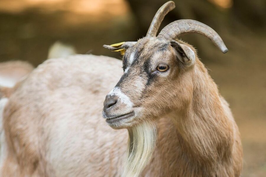 Zoo al Maglio: 1-Day Ticket for the Jungle of Ticino - Sustainability That You Can See in the Visit