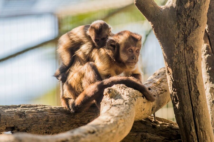 Zoo al Maglio: 1-Day Ticket for the Jungle of Ticino - Is the $18 Ticket Good Value?