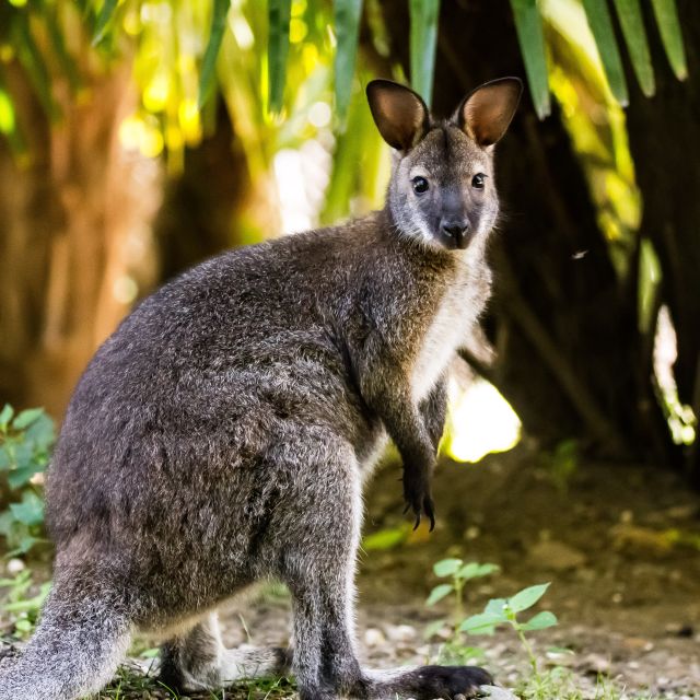 Zoo al Maglio: 1-Day Ticket for the Jungle of Ticino - What the Ratings Tell You About the Experience