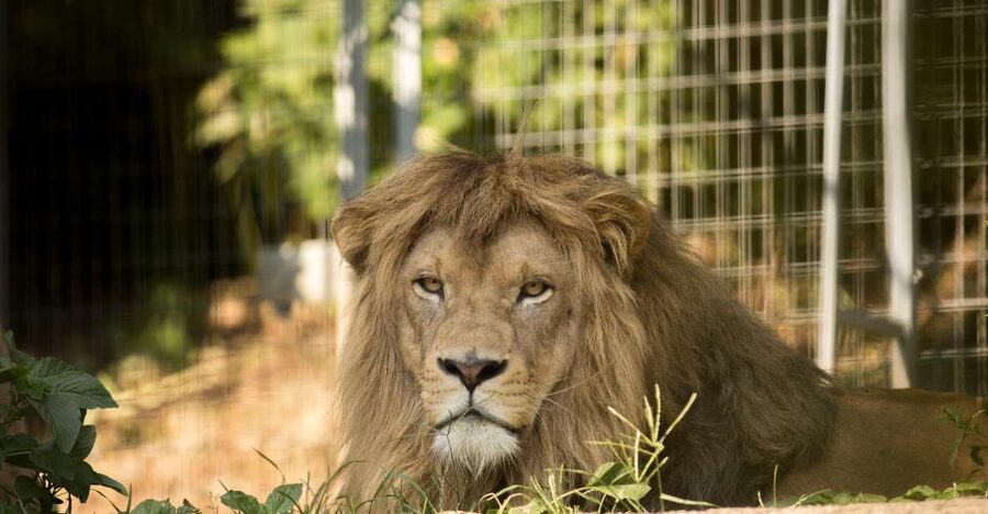 Zoo al Maglio: 1-Day Ticket for the Jungle of Ticino - Lions, Snow Leopards, Monkeys, and Wallabys