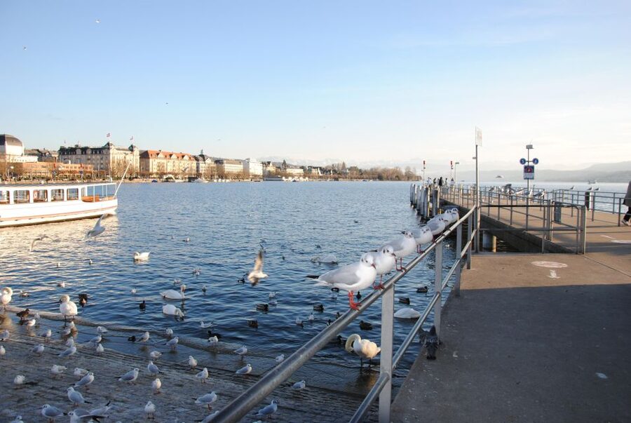 Zurich: 360° city walk including hidden spots - Swiss tastes under a tree