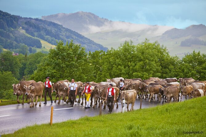 Zurich Open Top Bus, Chocolate and Cheese Factory Tour Appenzell - Timing, comfort, and practical planning