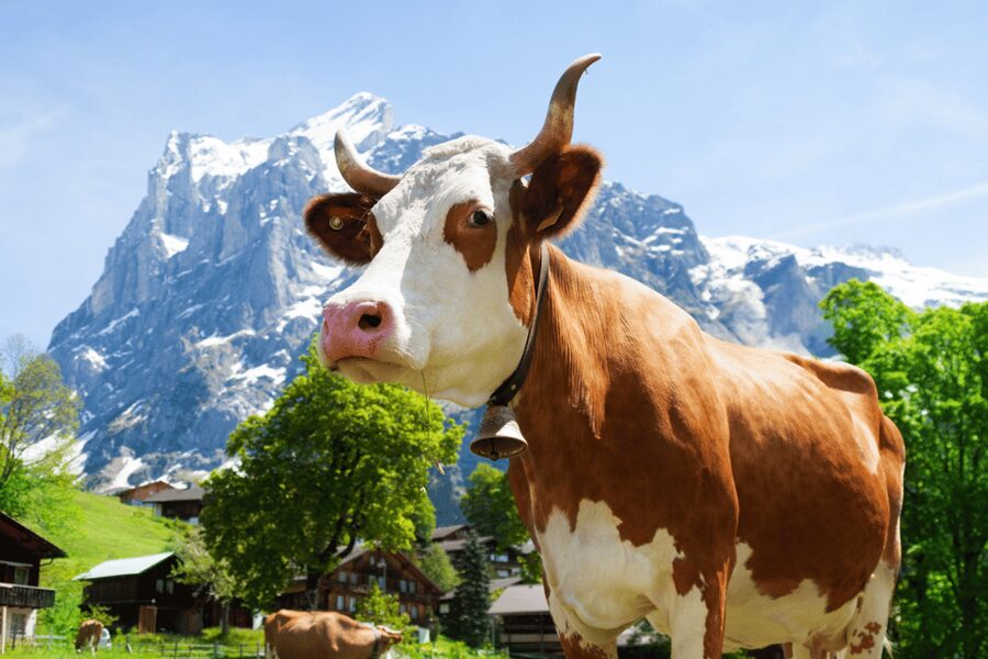Zurich: Rhine Falls, Chocolate & Cheese Factory Day Trip - Key points to know before booking