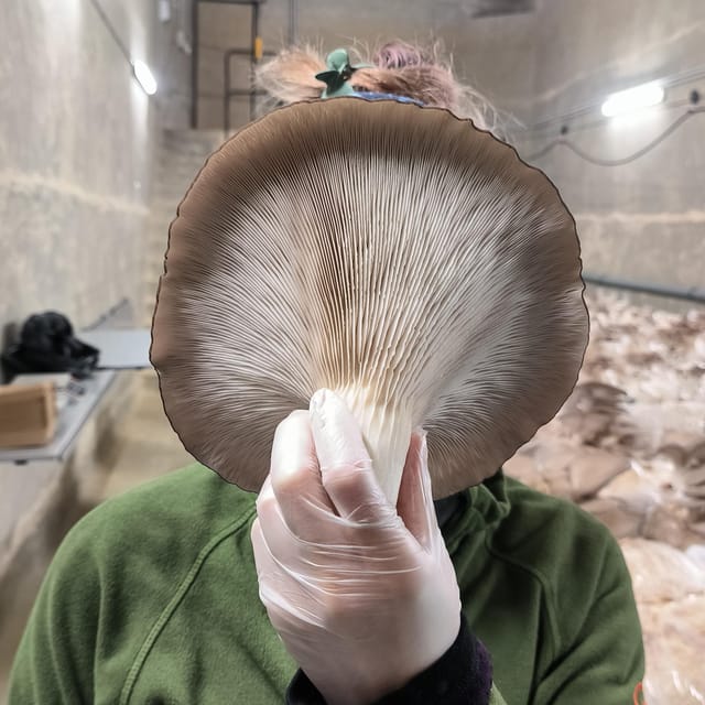 Zurich's best-kept secret: the hidden world of mushrooms! - Zurich’s quiet mushroom farm near Friesenberg