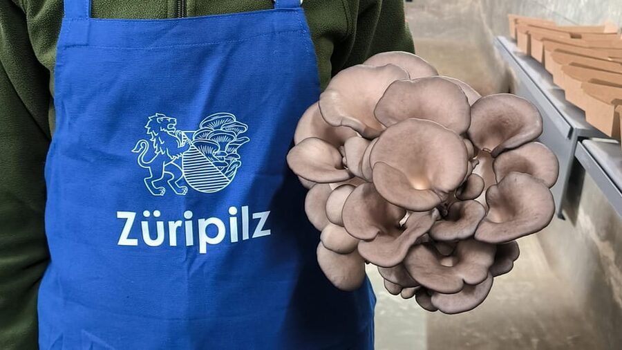 Zurich's best-kept secret: the hidden world of mushrooms! - Finding the entrance at Friesenbergstrasse 360