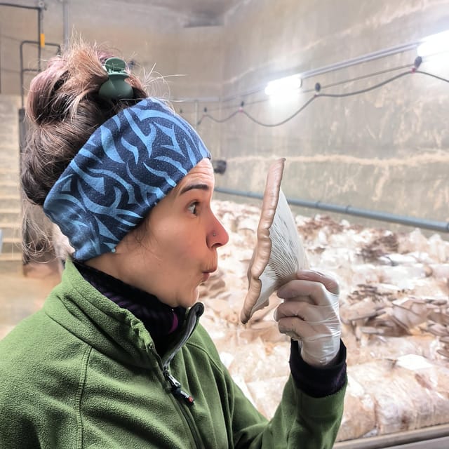 Zurich's best-kept secret: the hidden world of mushrooms! - Touch, smell, and taste the mushrooms