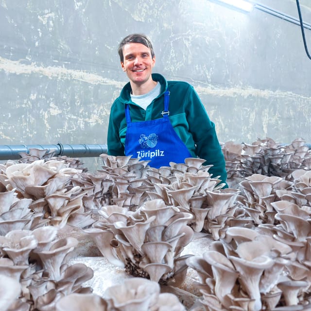 Zurich's best-kept secret: the hidden world of mushrooms! - Fresh mushrooms and a box for home growing