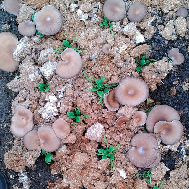 Zurich's best-kept secret: the hidden world of mushrooms! - How the $89 price measures up