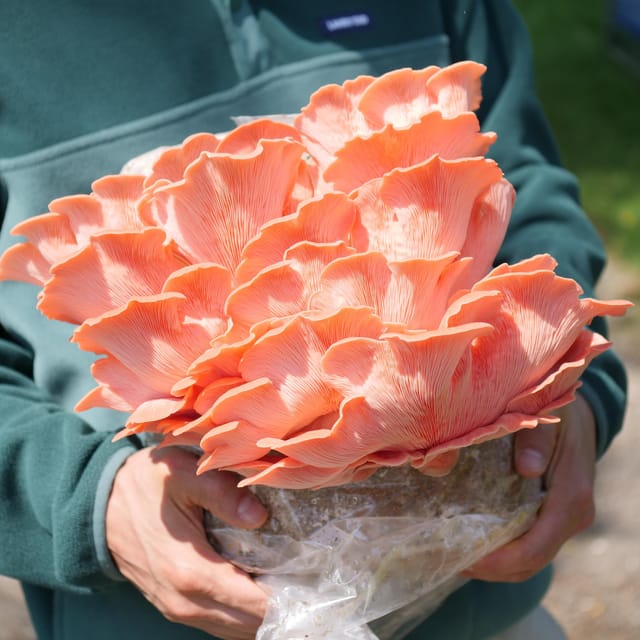Zurich's best-kept secret: the hidden world of mushrooms! - Who will enjoy the two-hour visit