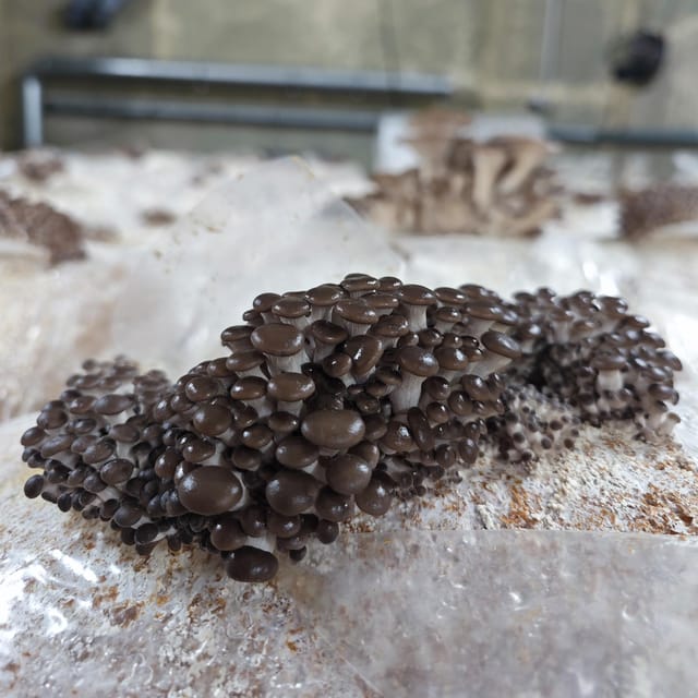 Zurich's best-kept secret: the hidden world of mushrooms! - Booking details that affect your plan