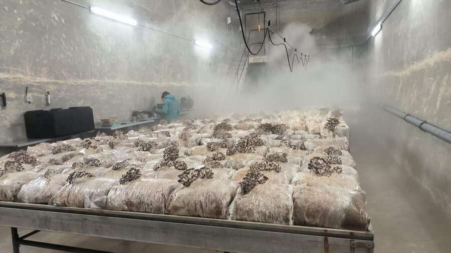 Zurich's best-kept secret: the hidden world of mushrooms! - From substrate to the first harvest